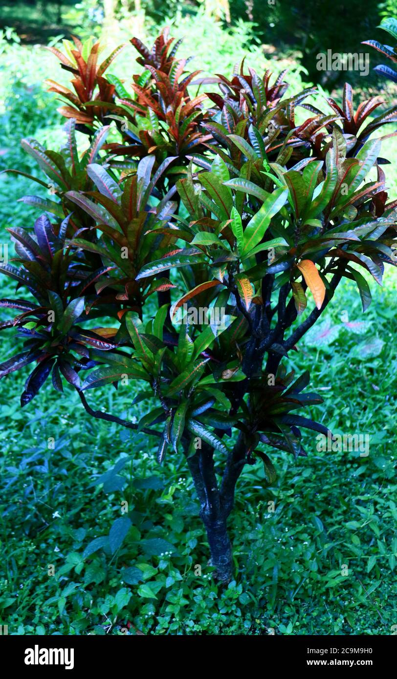 Codiaeum variegatum or garden croton in the garden. Stock Photo