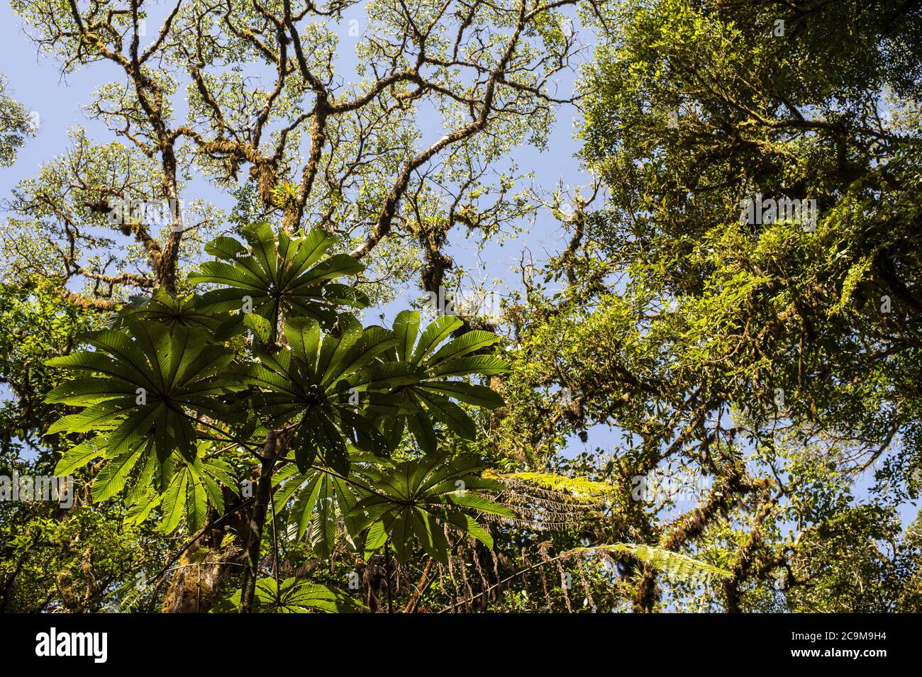 Trumpet Tree, Cecropia peltata, Urticaceae,  Monteverde Cloud Forest Reserve, Costa Rica, Centroamerica Stock Photo