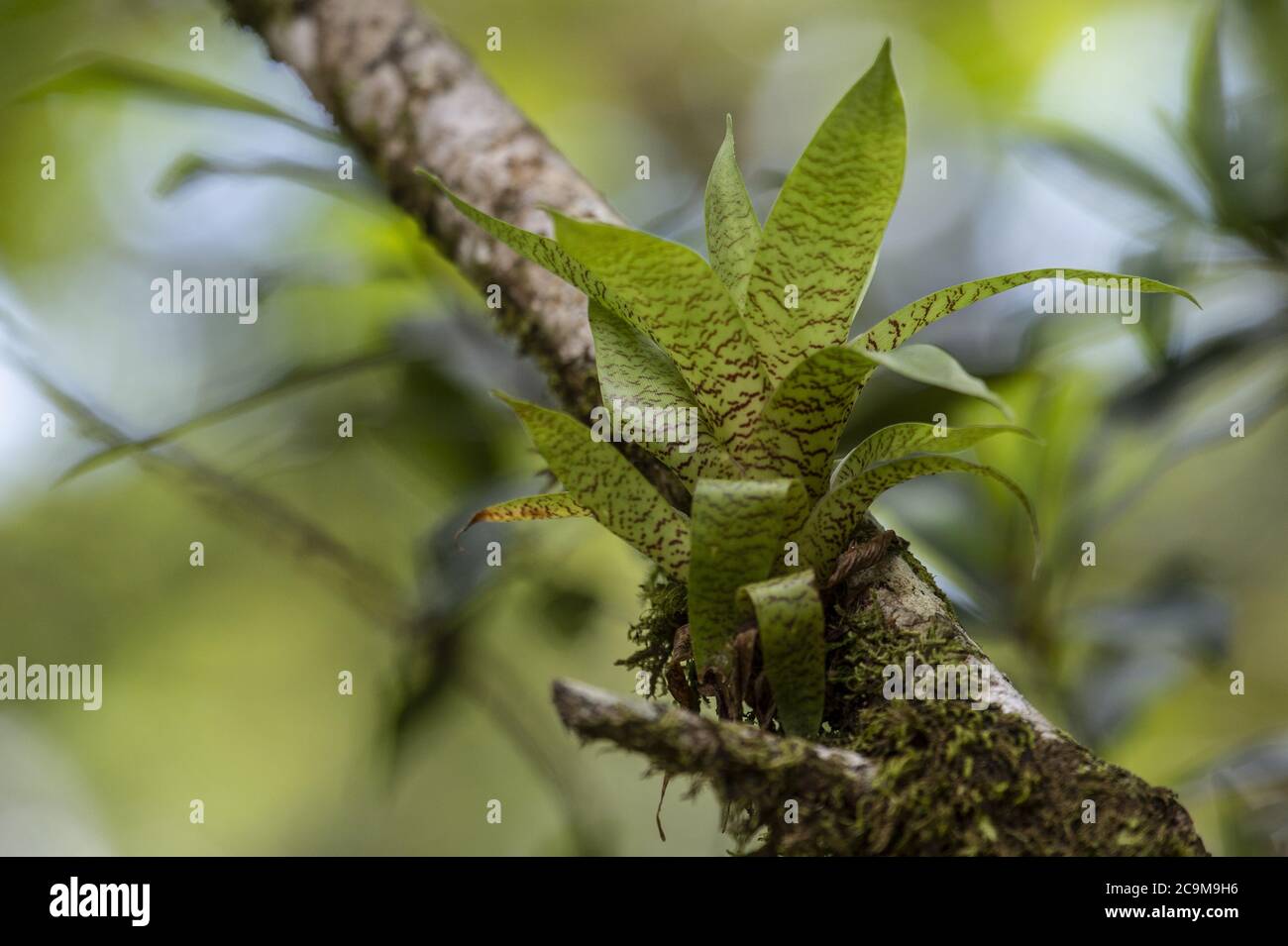 Epiphite Bromeliad, Catopsis sp., Bromeliaceae, Monteverde Cloud Forest Reserve, Costa Rica, Centroamerica Stock Photo