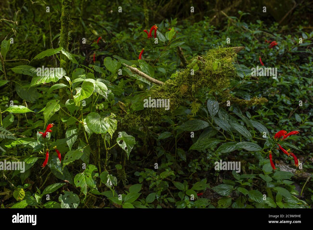 Gallito, Centropogon solanifolius, Campanulaceae, Barva Volcano, Braulio Carrillo National Park, Costa Rica, Centroamerica Stock Photo