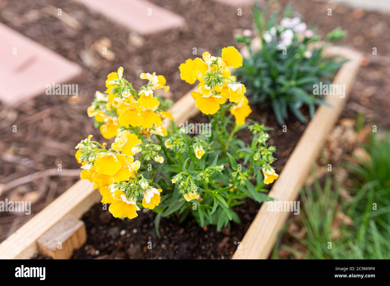 Spring annuals or perennials in raised cedar wooden garden beds Stock