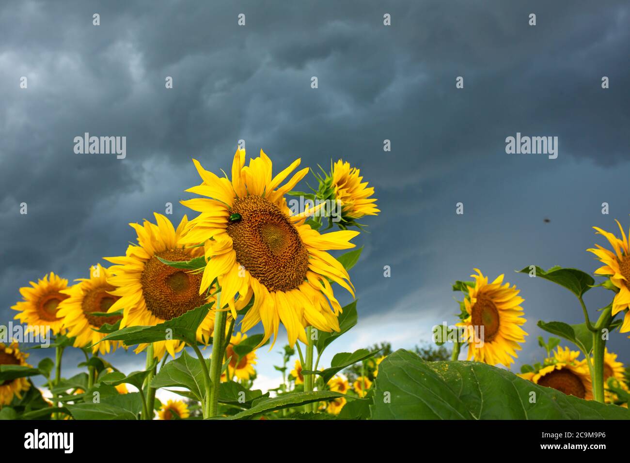 A field of sunflowers before the rain. Black rain clouds over a field ...