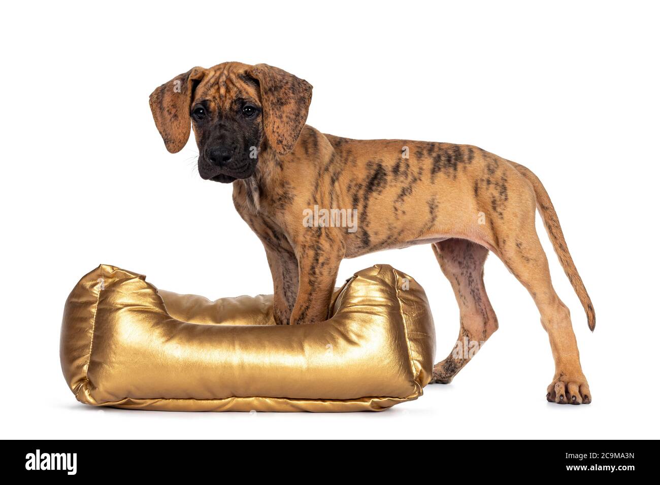 Great golden cheap dane