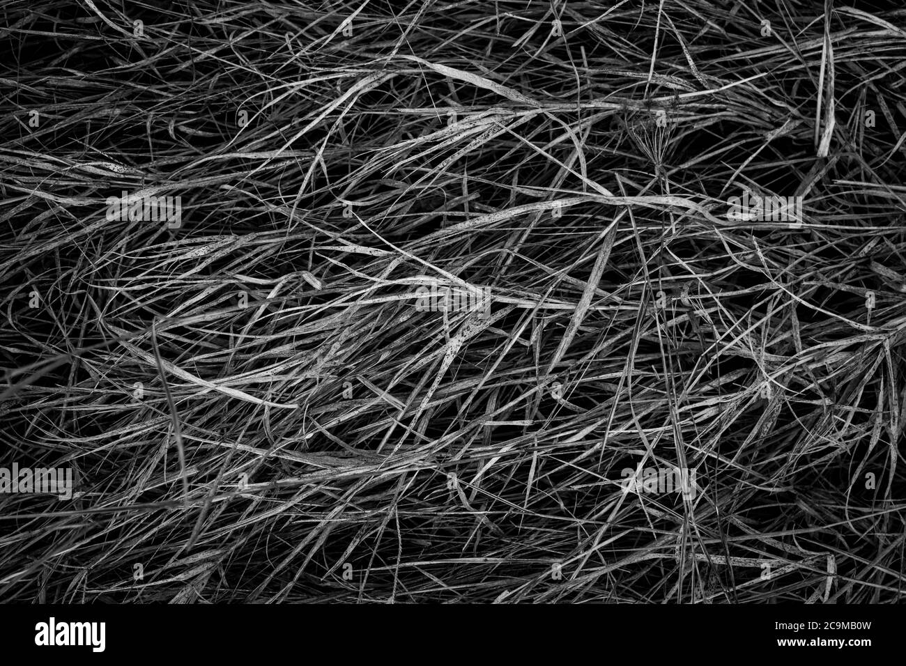 Black and white landscape with close-up of grassfield at the countryside during winter Stock Photo