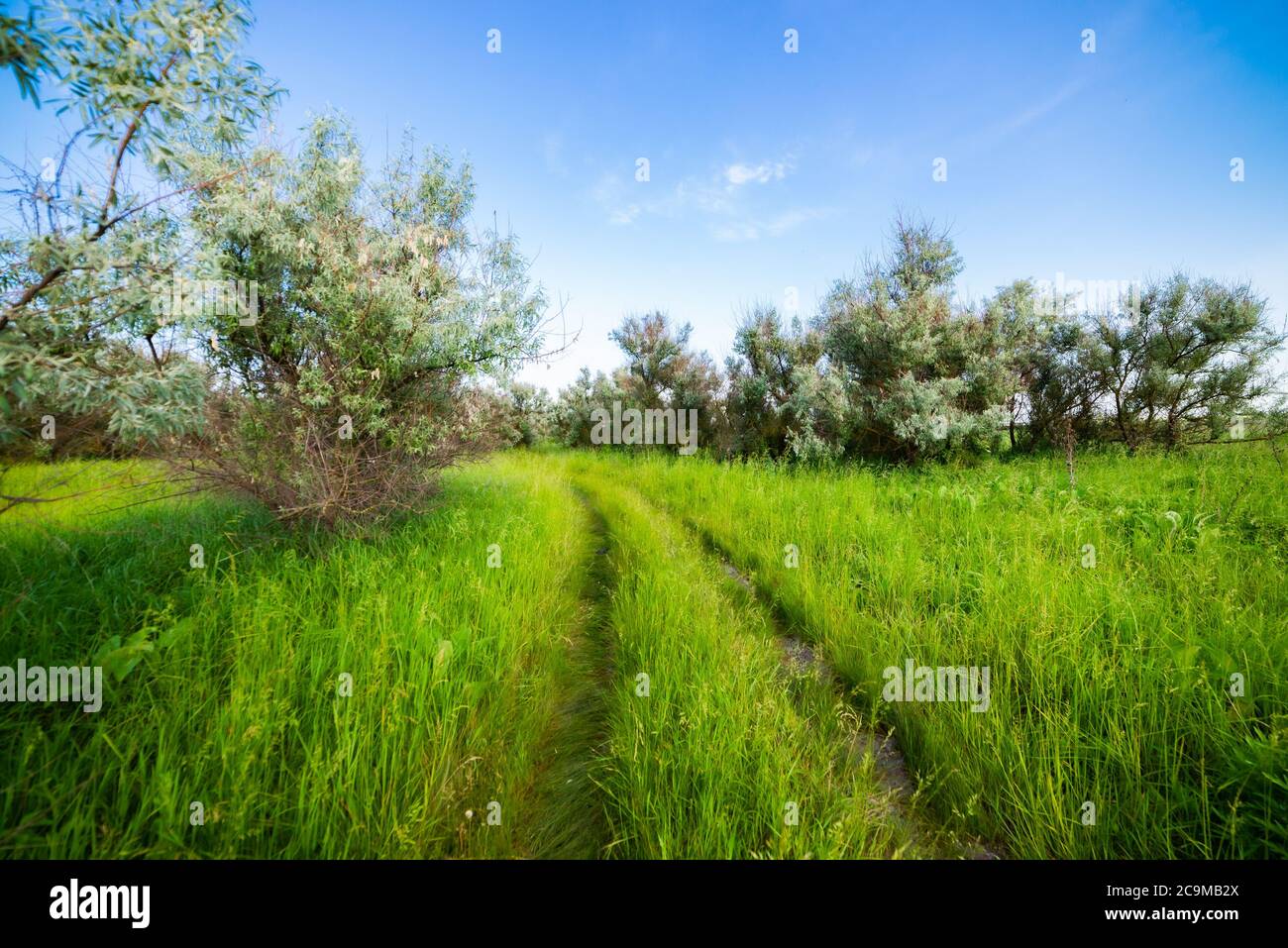 Summer landscape with green grass, road and blue sky. Stock Photo