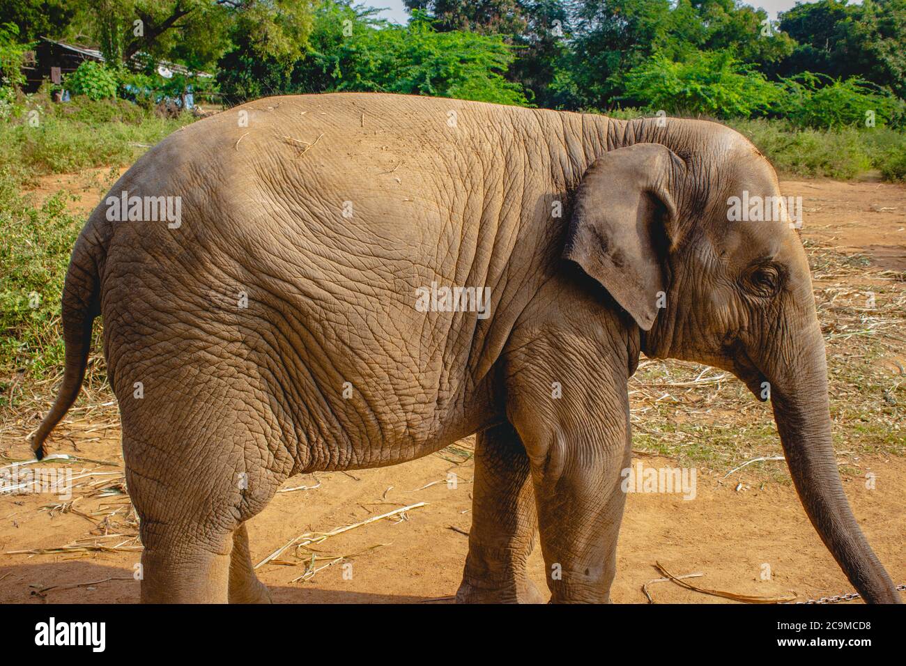 Baby Elephant Portrait. Baby elephant playing on the reserve field with ...