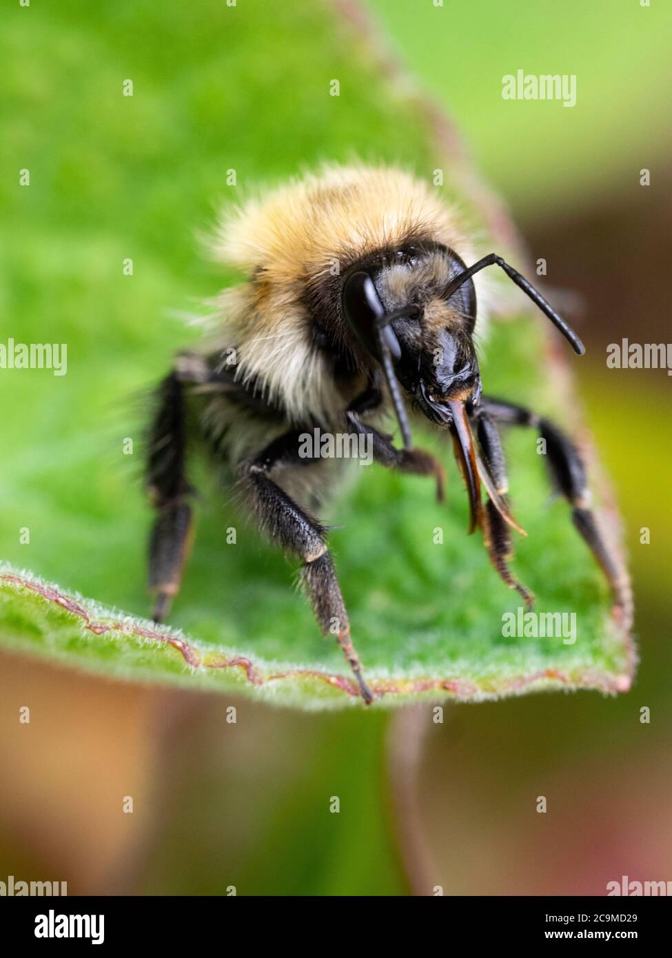Bombus pascuorum, common carder bee, Devon, UK Stock Photo
