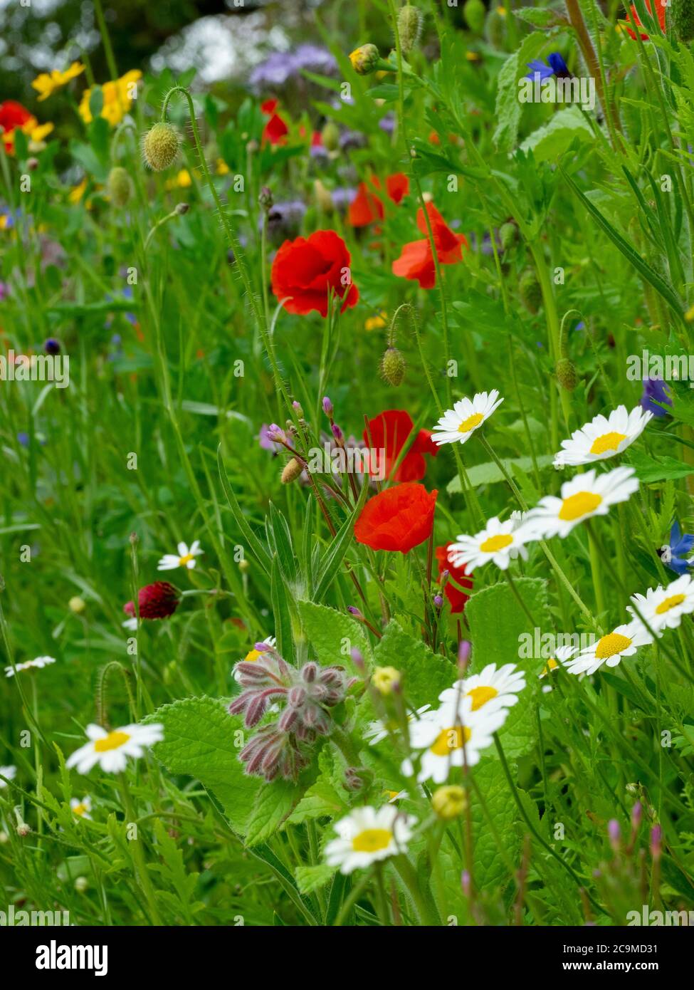 Mix of wildflowers hi-res stock photography and images - Alamy