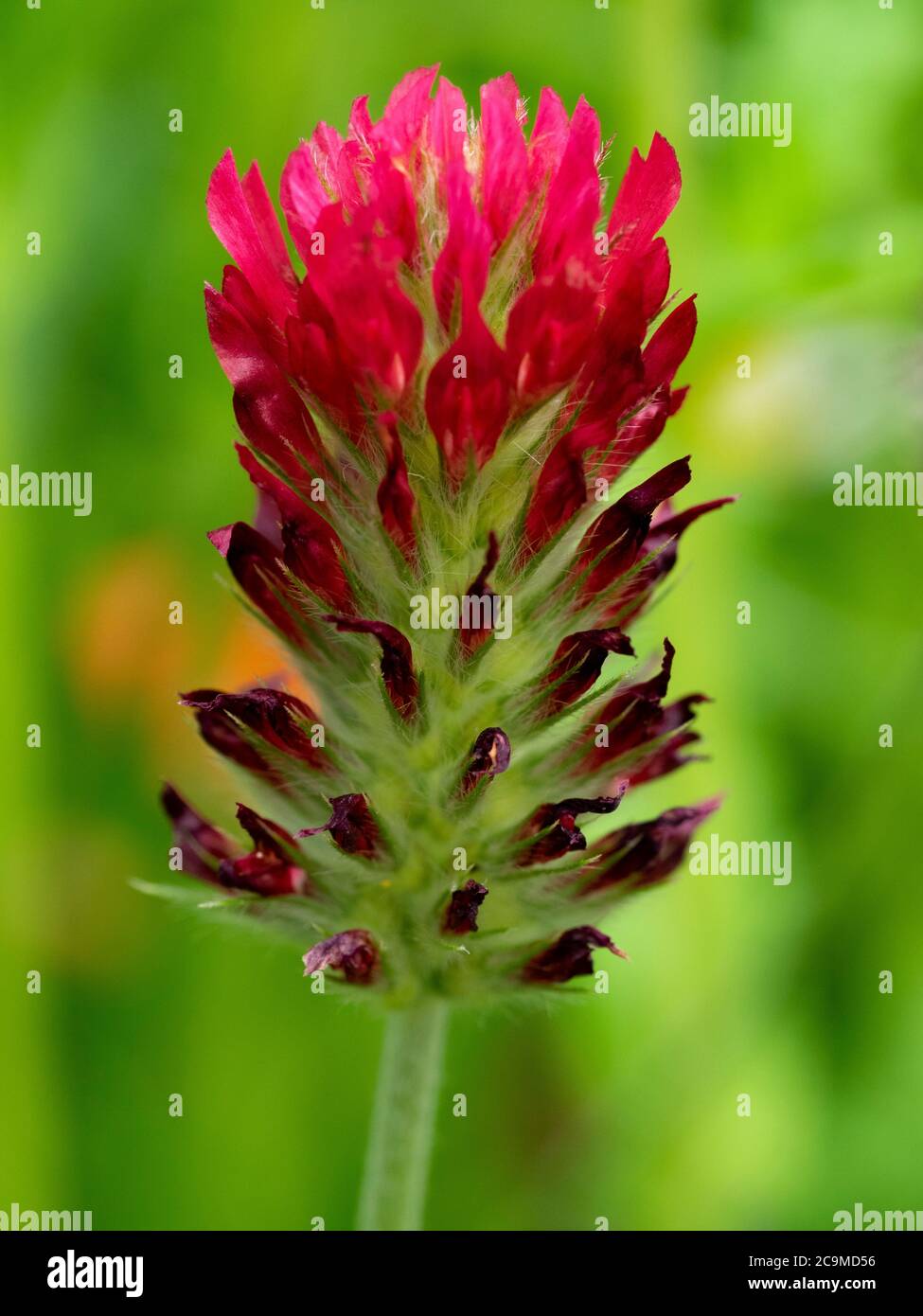 Close up of Trifolium incarnatum, crimson clover,  July, Cornwall, UK Stock Photo