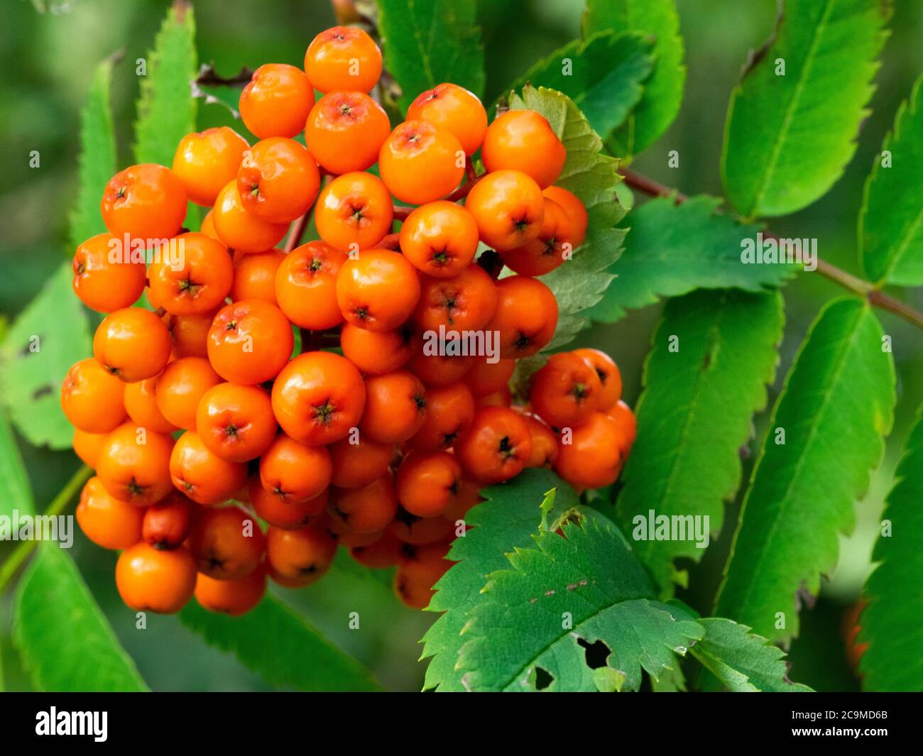 Sorbus aucuparia, mountain ash fruit,  July, Cornwall, UK Stock Photo