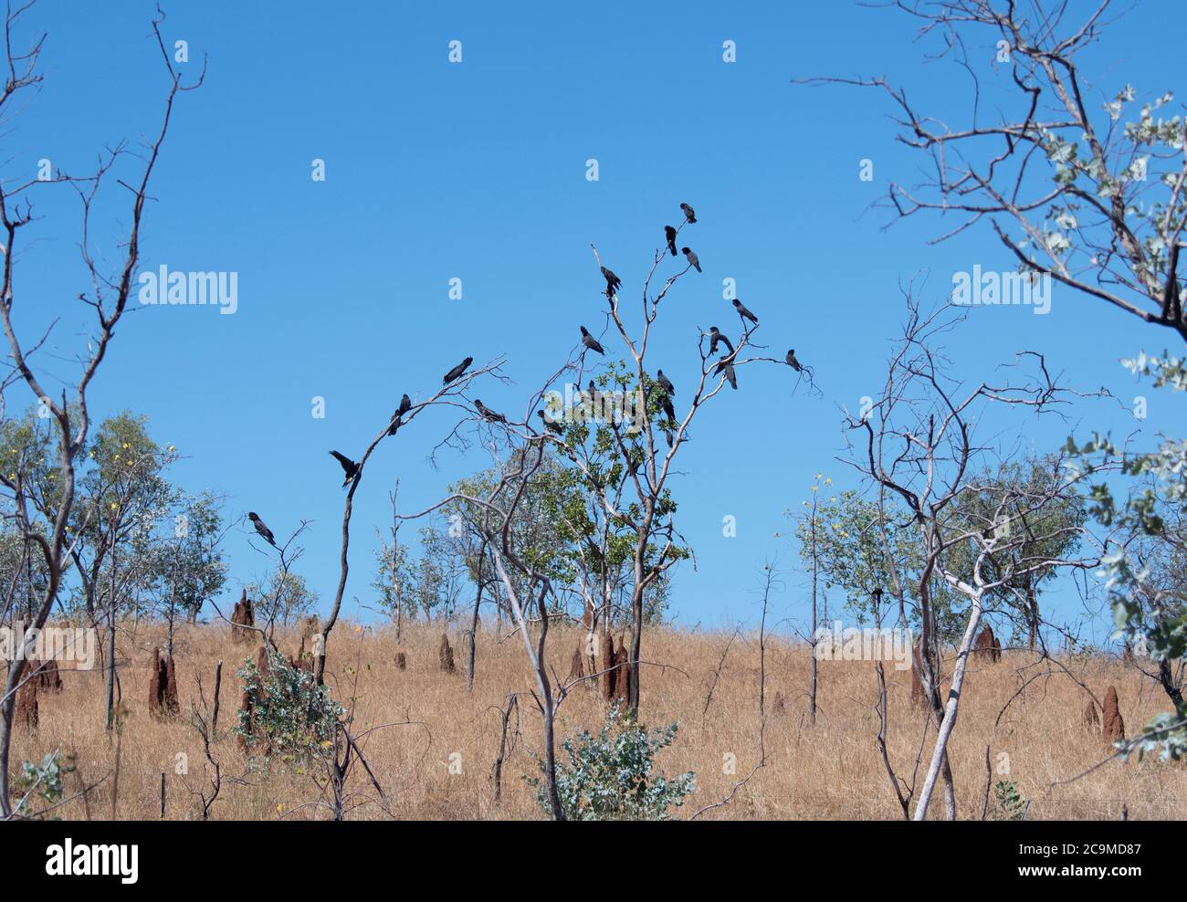 A flock of Redtailed Black Cockatoos (Calyptorhynchus banksii) perched