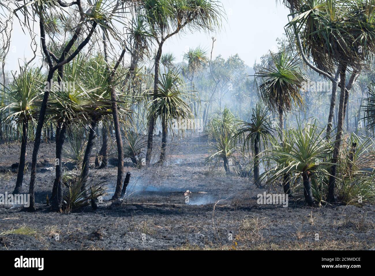 Back burning hires stock photography and images Alamy