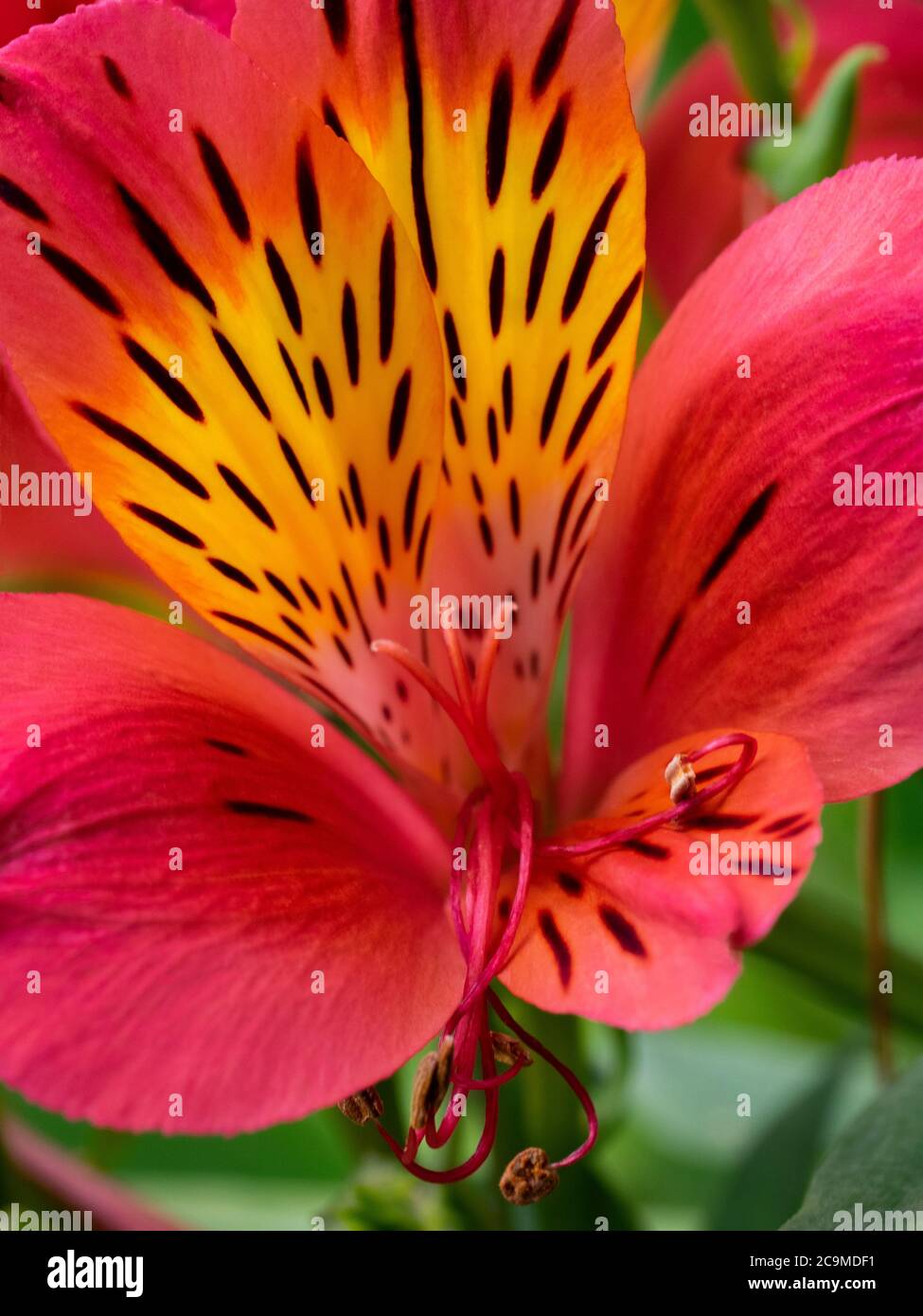 Alstroemeria, Peruvian lily, Devon, UK. July Stock Photo