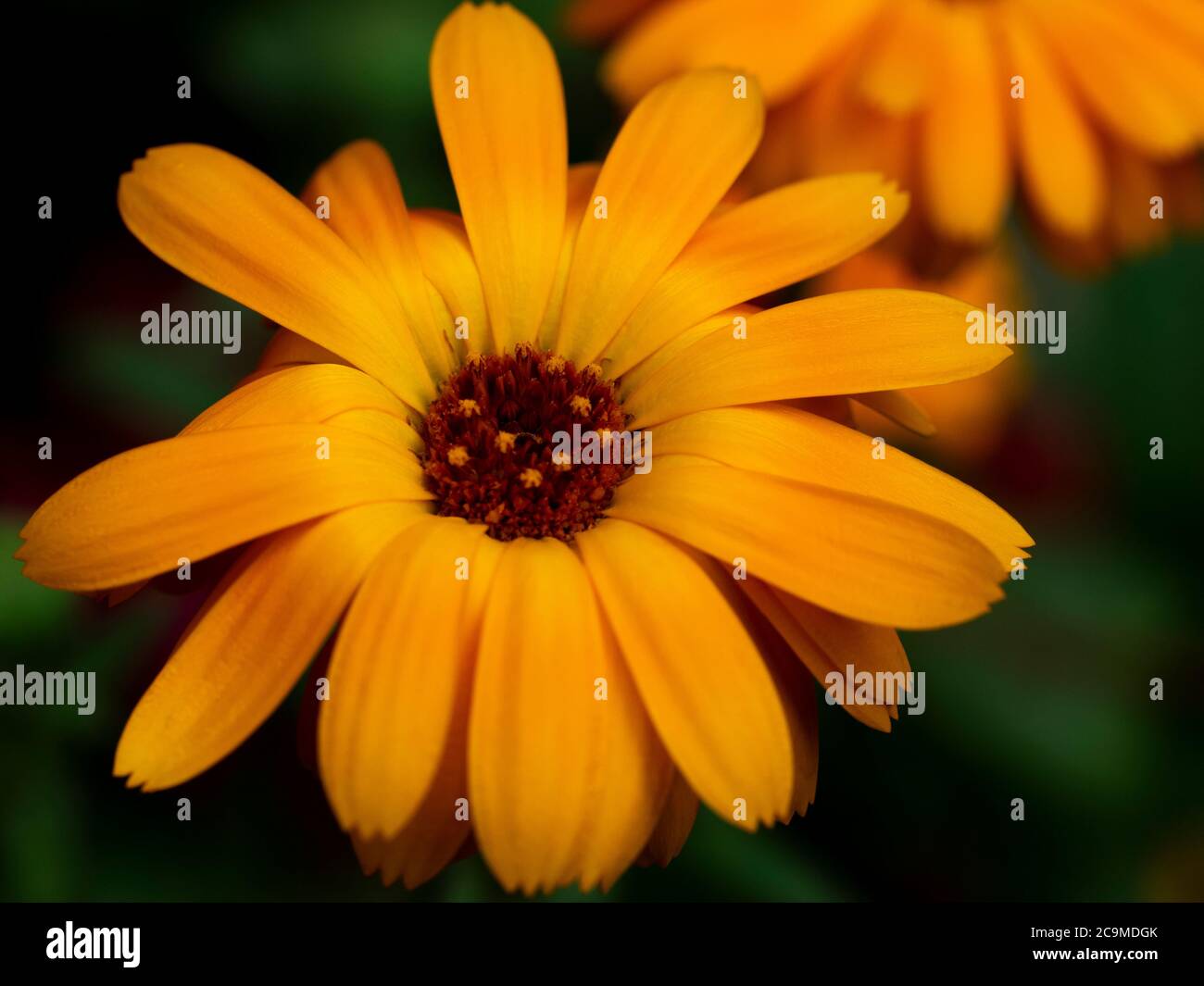 Calendula officinalis, pot marigold, Devon, UK, July Stock Photo