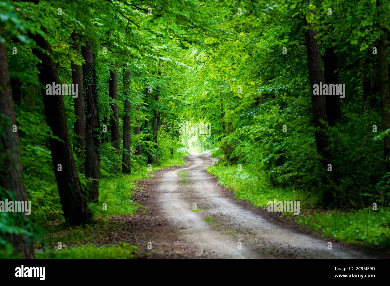 path through shady summer forest Stock Photo