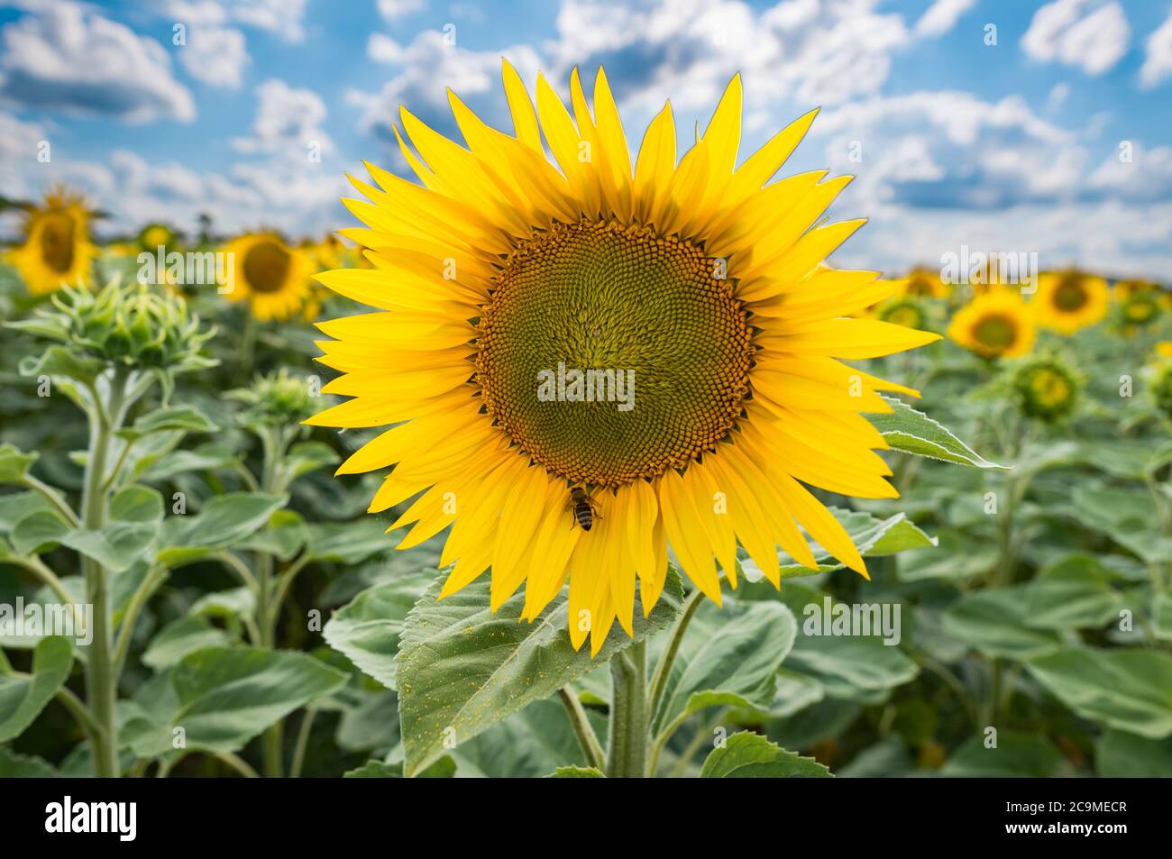 Sunflower field under cloudy sky on summer day, blossom close up Stock ...