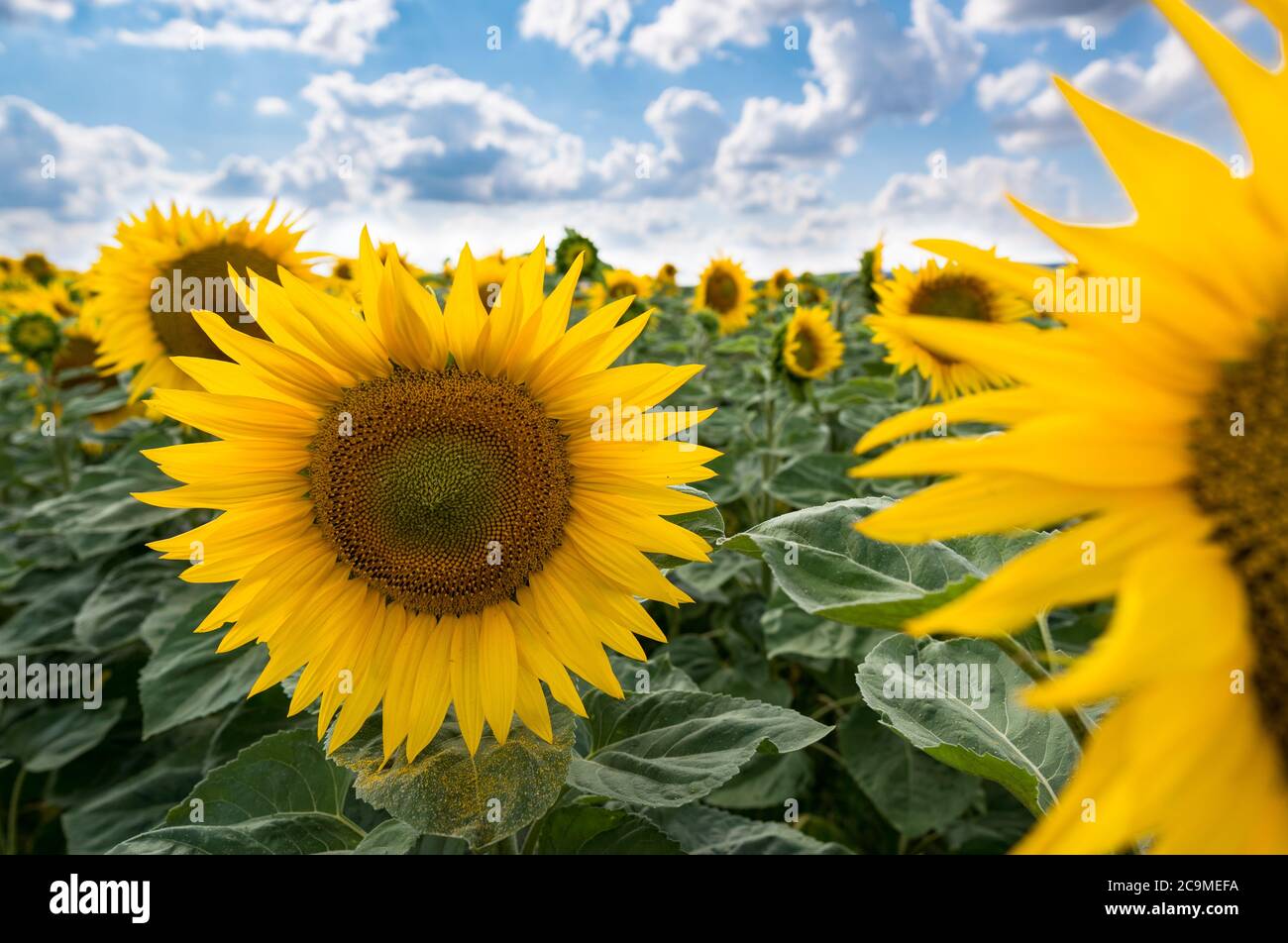 Sunflower field under cloudy sky on summer day, blossom close up Stock ...