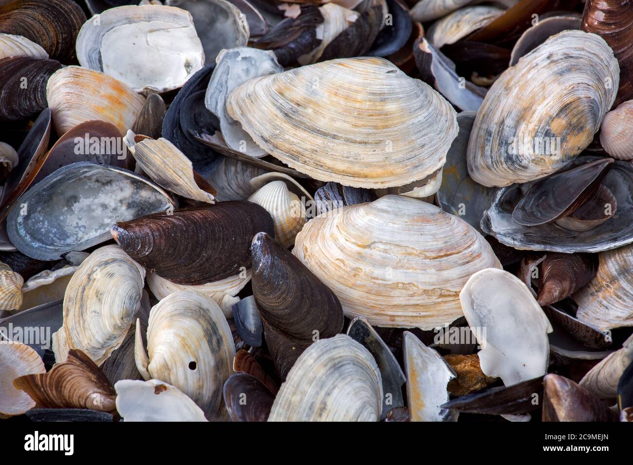 Beach cockleshell background hi-res stock photography and images - Alamy