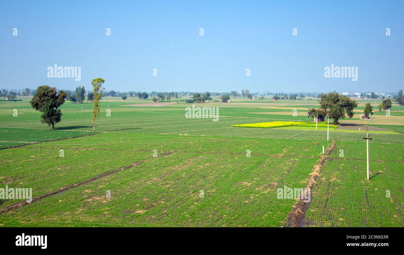 Fertile cultivated farmland Fatehgarg Channa Sangur district Pumjab India Stock Photo