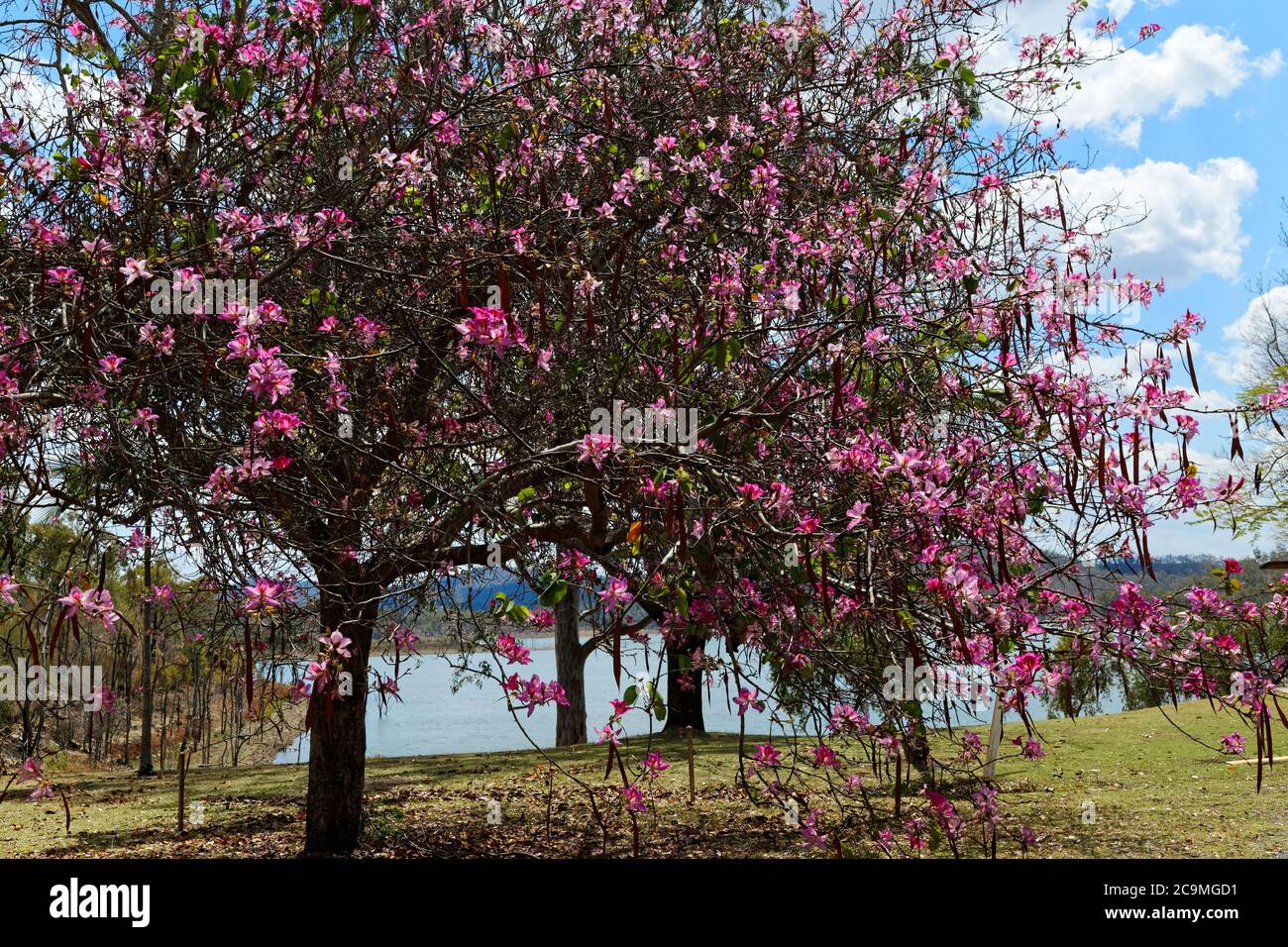 Pink Flowering Bauhinia Blakeana commonly called the Hong Kong orchid tree. Stock Photo