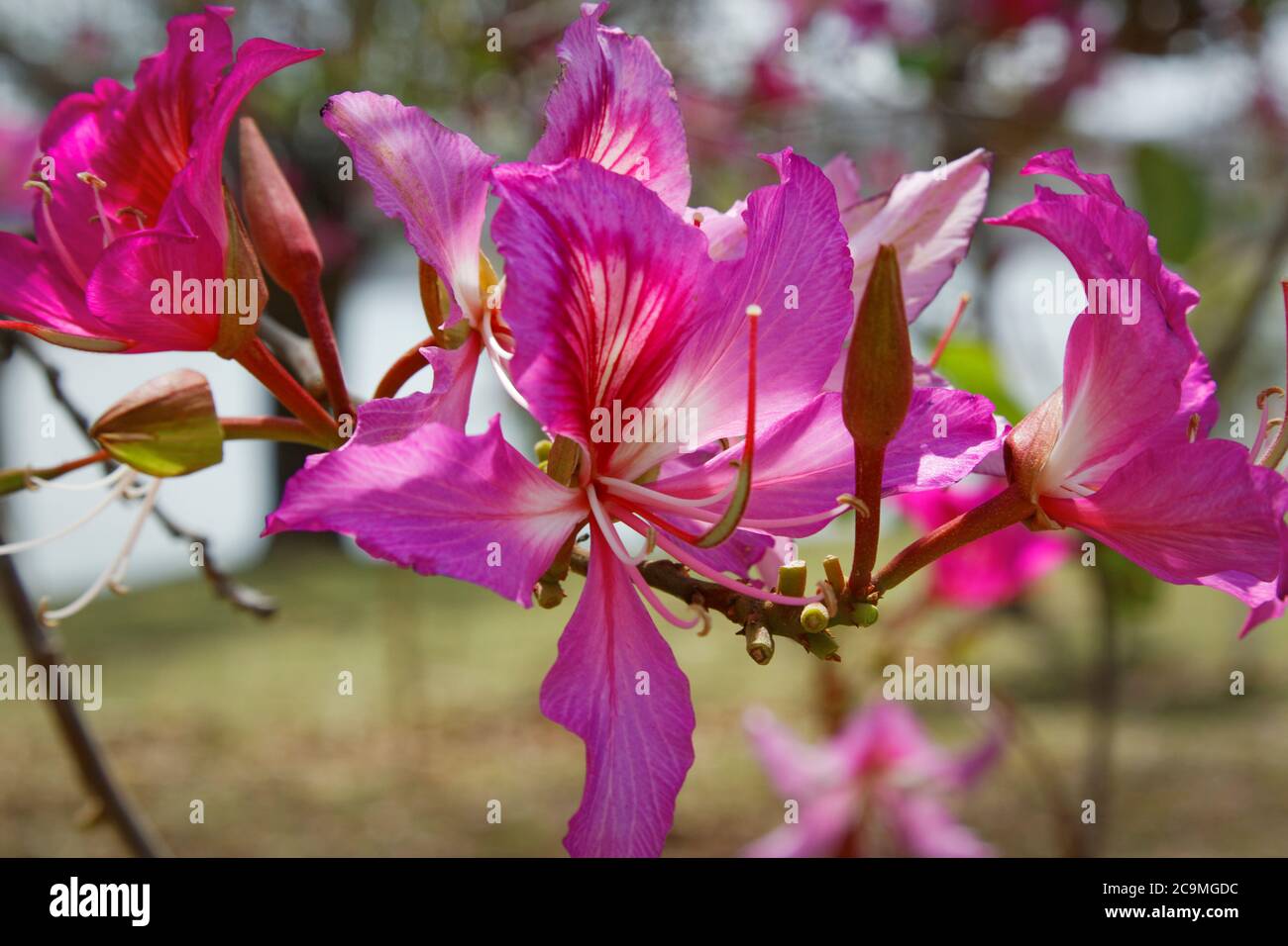 Closeup of pink flower of the Bauhinia Blakeana commonly called the Hong Kong orchid tree Stock Photo
