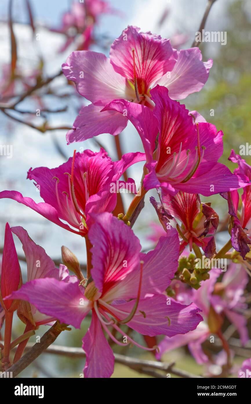 Pink flowers from Bauhinia Blakeana commonly called the Hong Kong orchid tree. Stock Photo