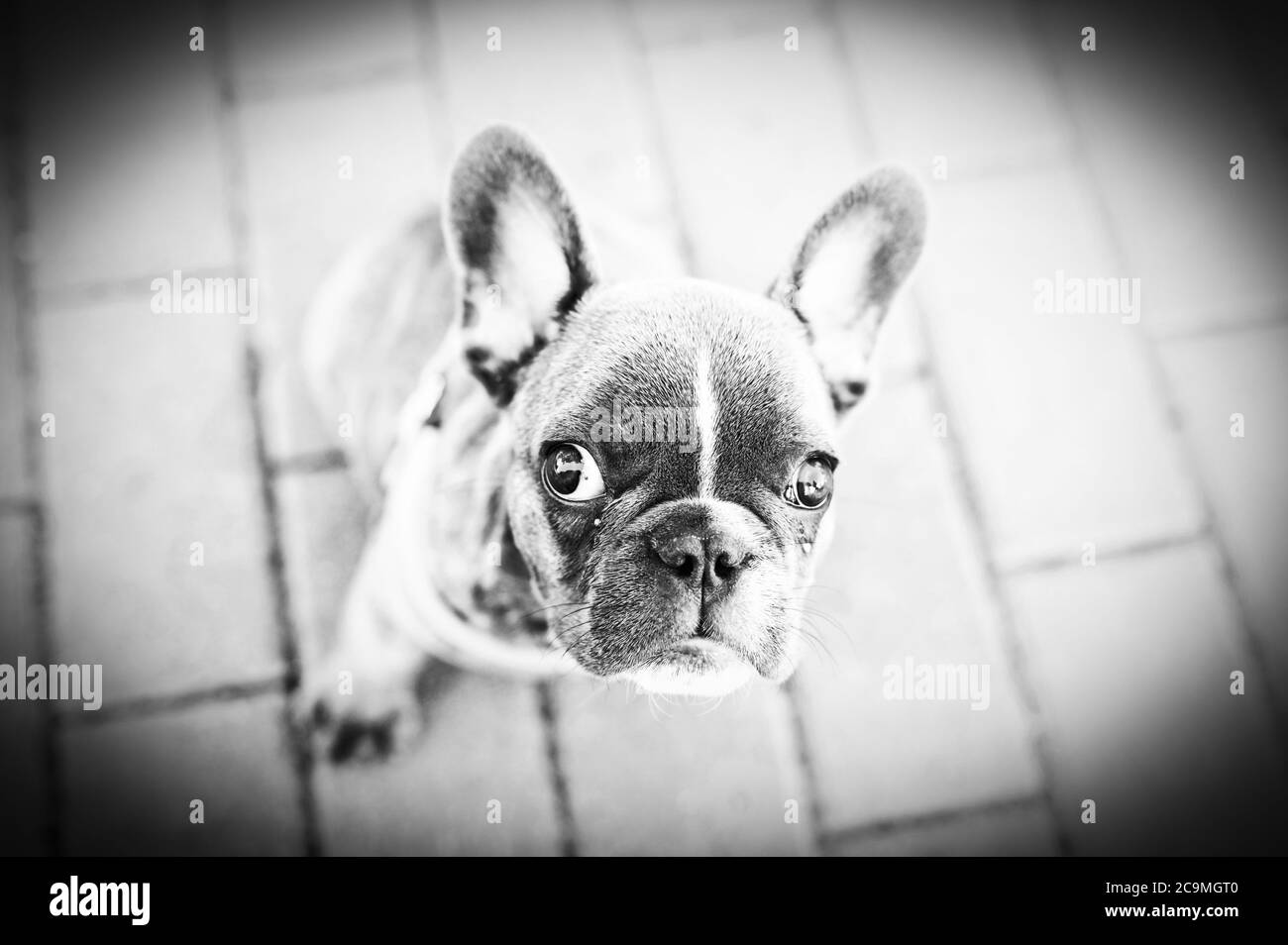 Black and white portrait of a French bulldog Stock Photo - Alamy