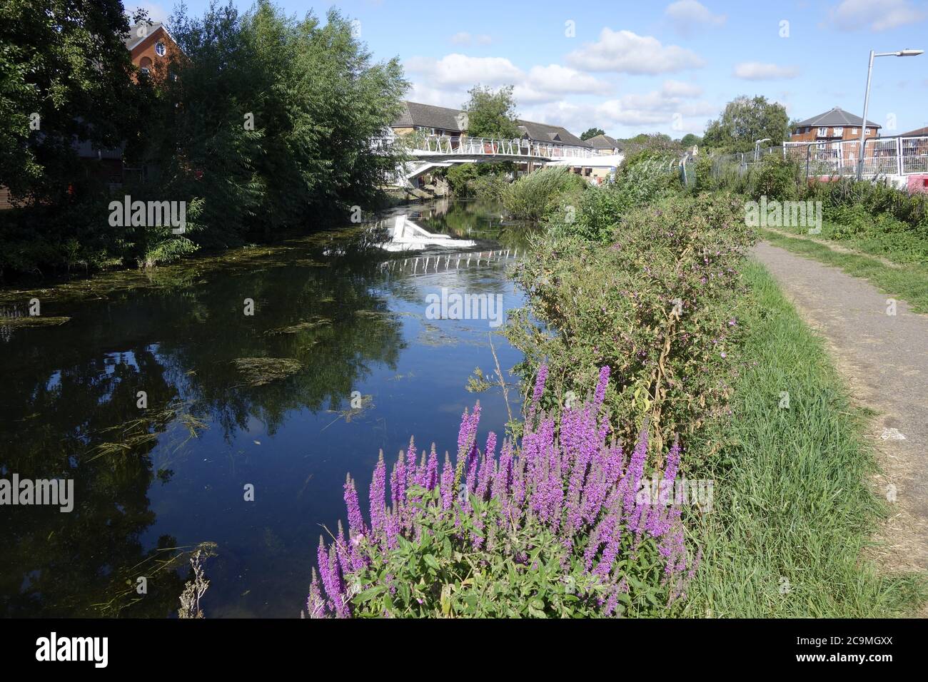 bishops stortford river stort canal walk, stort navigation, canal trust, quaint market town hertfordshire england uk great britain Stock Photo