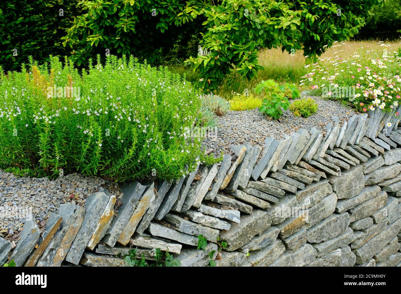 Wall daisy hires stock photography and images Alamy