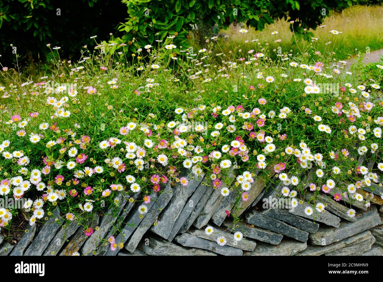 Daisies growing on the top of a dry stone wall - John Gollop Stock Photo