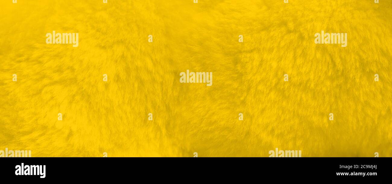 Yellow fur background close up view. Banner wallpaper Stock Photo - Alamy