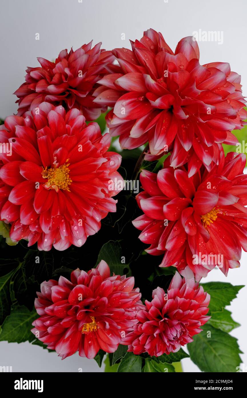 Dahlia A beautiful shade of burgundy, petals with a silky gloss, a beautiful flower Stock Photo
