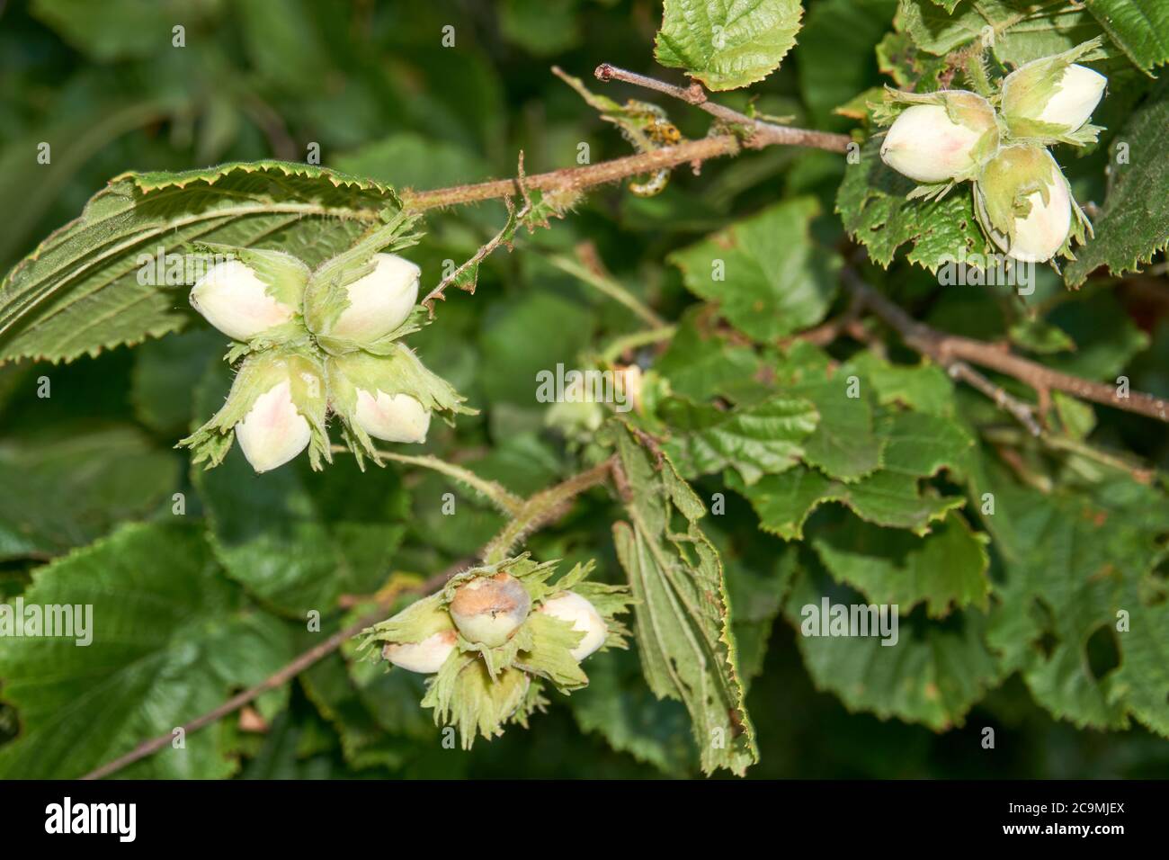 Young hazel, green hazelnut nuts, grow on a tree Stock Photo Alamy