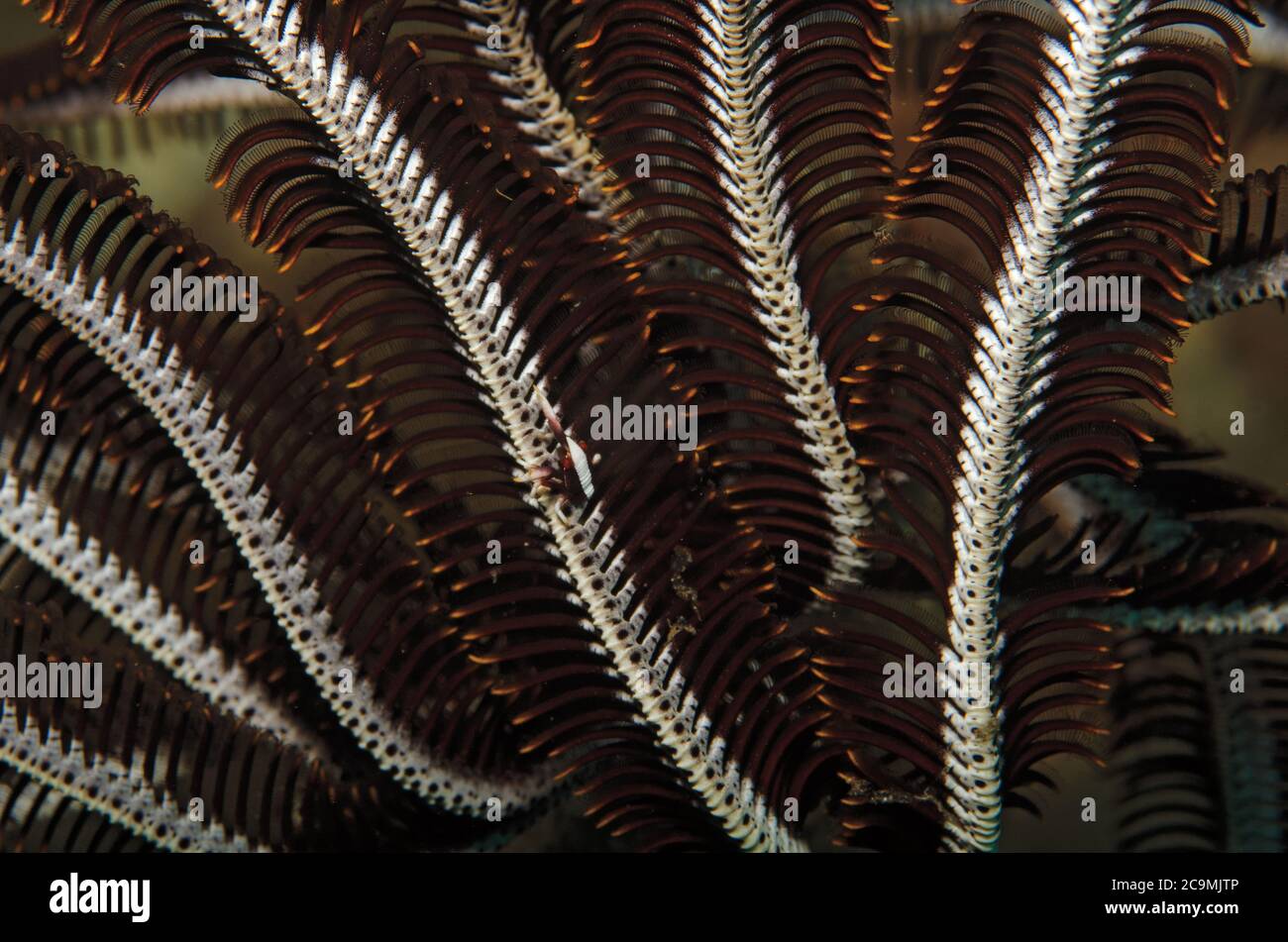 crinoid shrimp, Periclemenes ambionensis, camouflaged on a feather star, Bali Indonesia Stock Photo