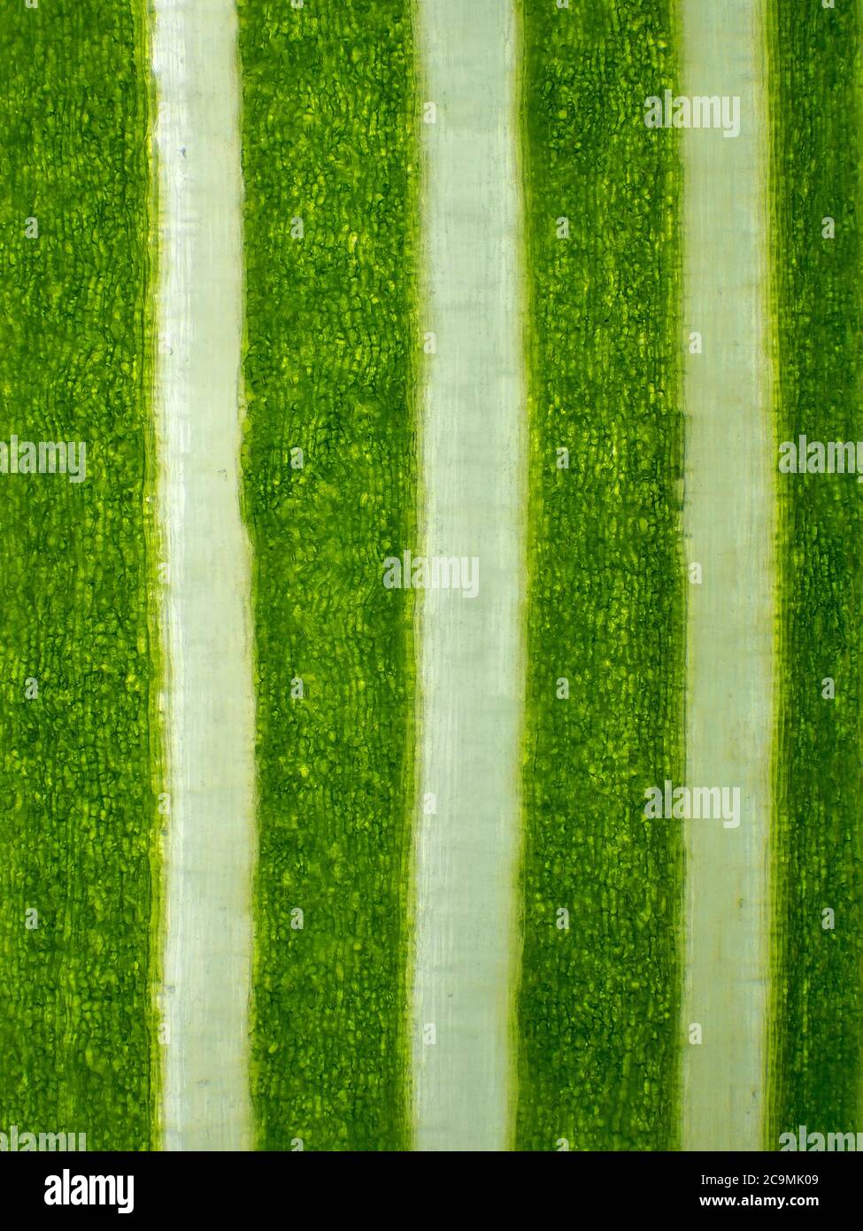 Lapsana communis (nipplewort) stem under the microscope, vertical field of view is about 3mm (4x objective magnification) Stock Photo