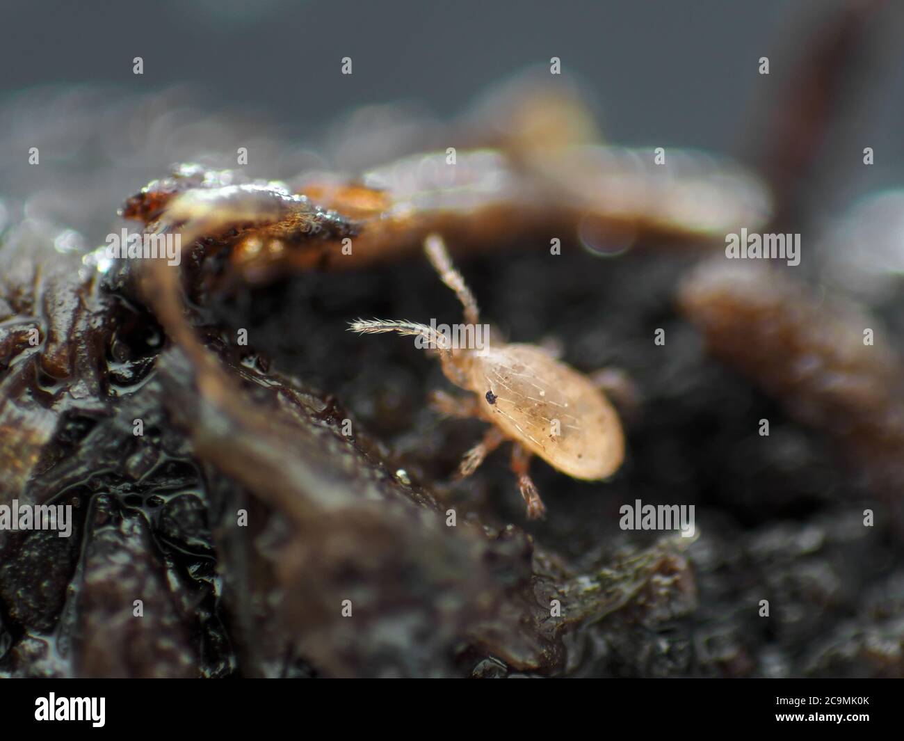 Tiny soil mite (live and active) under the microscope Stock Photo