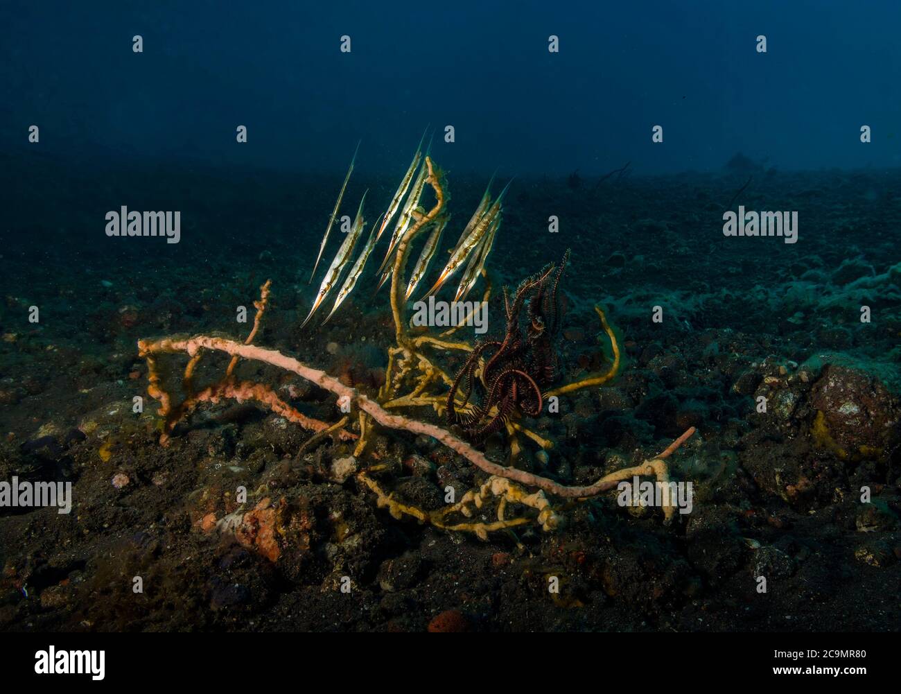 Shoal of Razorfish, Aeoliscus strigatus, sheltering in limited cover on Melasti Beach, Bali, Indonesia Stock Photo