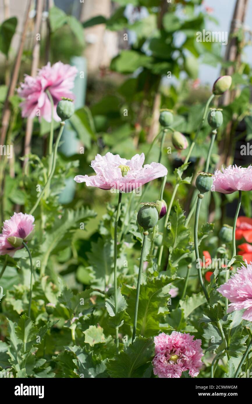 Pink Ornamental poppies in full bloom Stock Photo