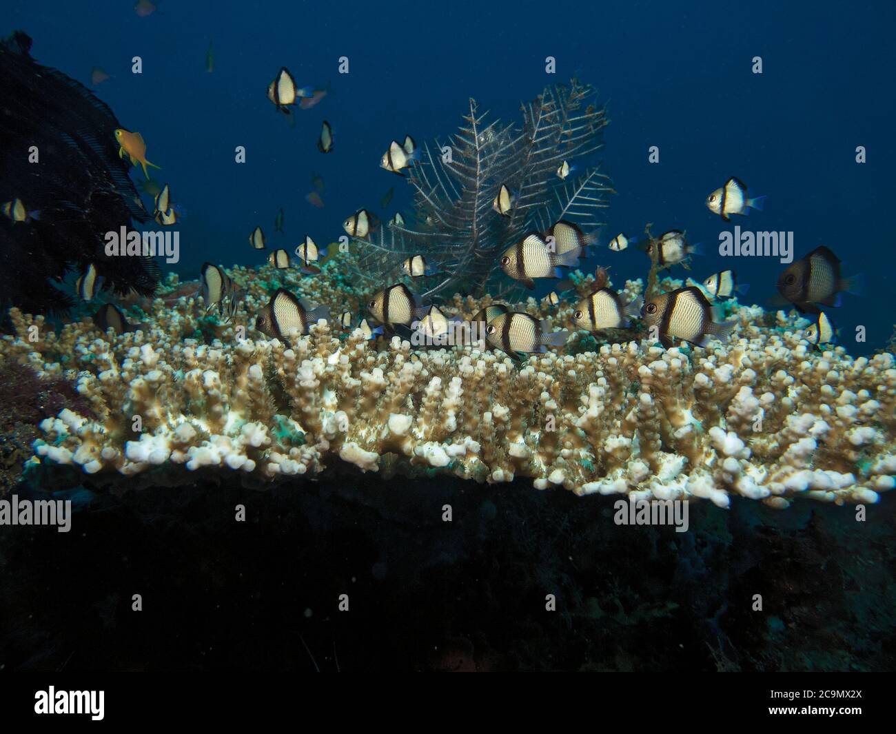 Shoal of Two Stripe Damselfish, Dascyllus reticulatus, over hard corals where they are protection from predators, Bali, Indonesia Stock Photo