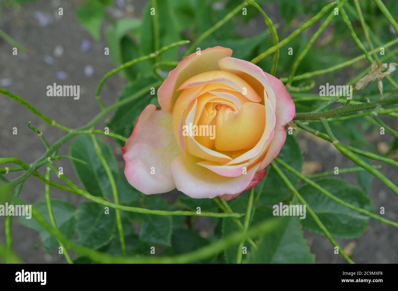 Double Tone Rose High Resolution Stock Photography and Images - Alamy