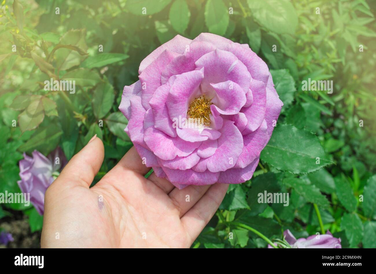 Beautiful purple Blue Moon rose. Purple lavender roses in the garden Stock Photo