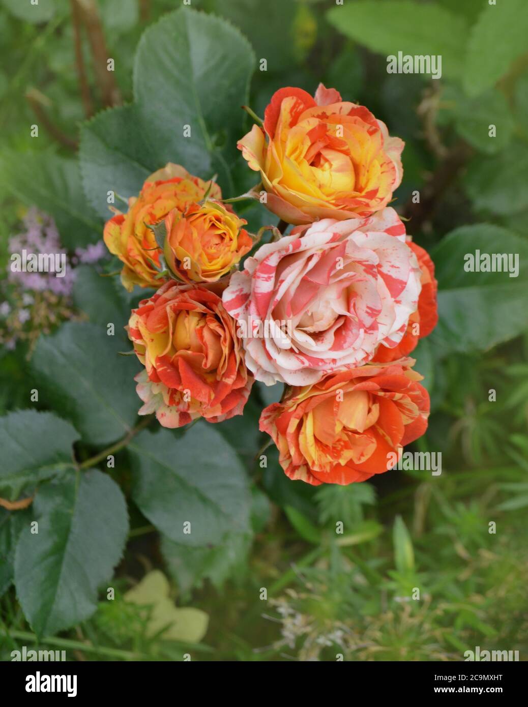 Bicolor red white rose bloom hi-res stock photography and images - Alamy