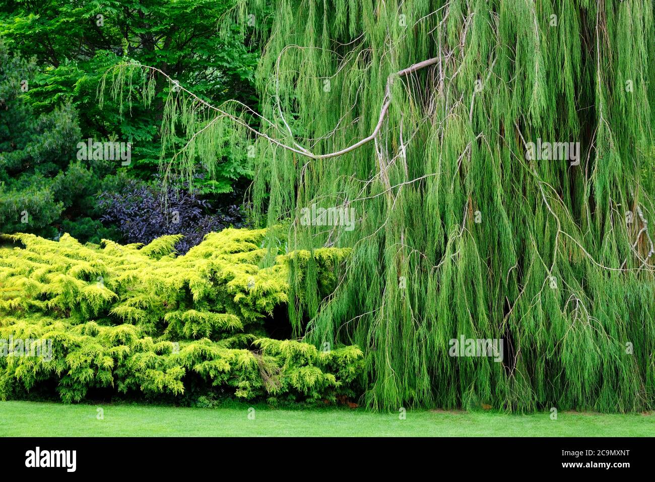 Full frame image of lush evergreen foliage - John Gollop Stock Photo