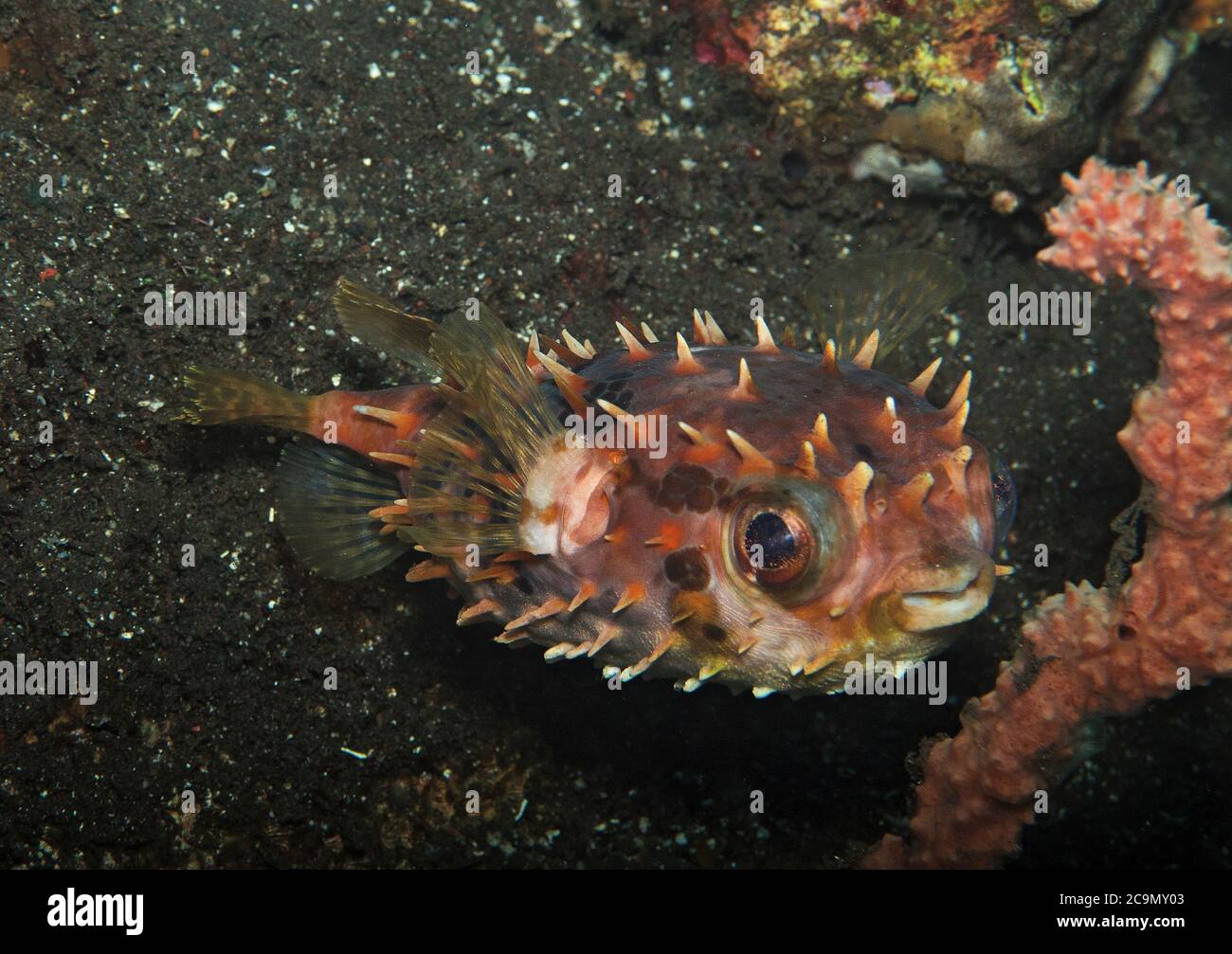 Orbicular Burrfish, Cyclichthys orbicularis, on volcanic sand, Tulamben, Bali Stock Photo