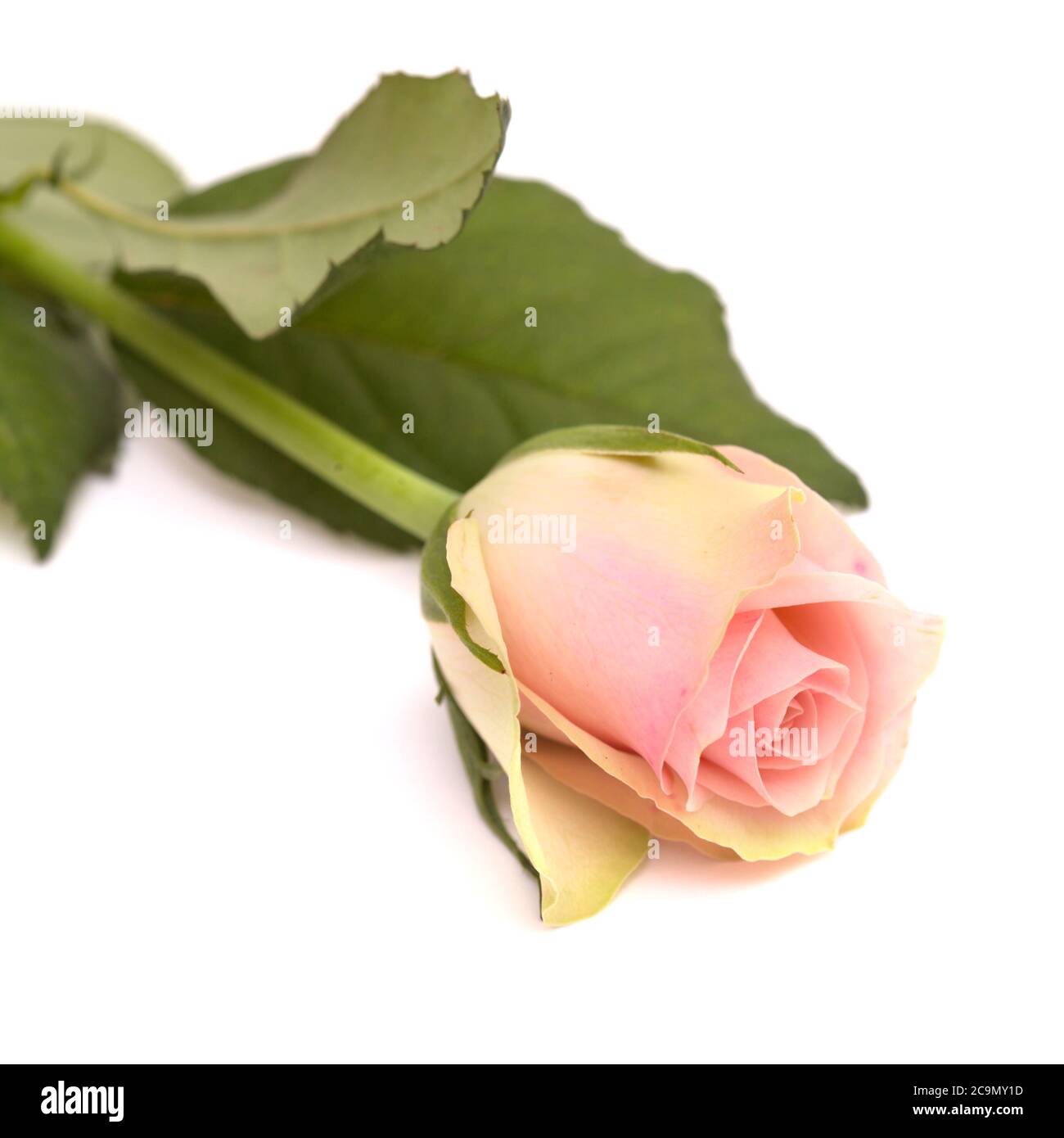 Unusual rose with green outer petals and pink, center isolated on white Stock Photo