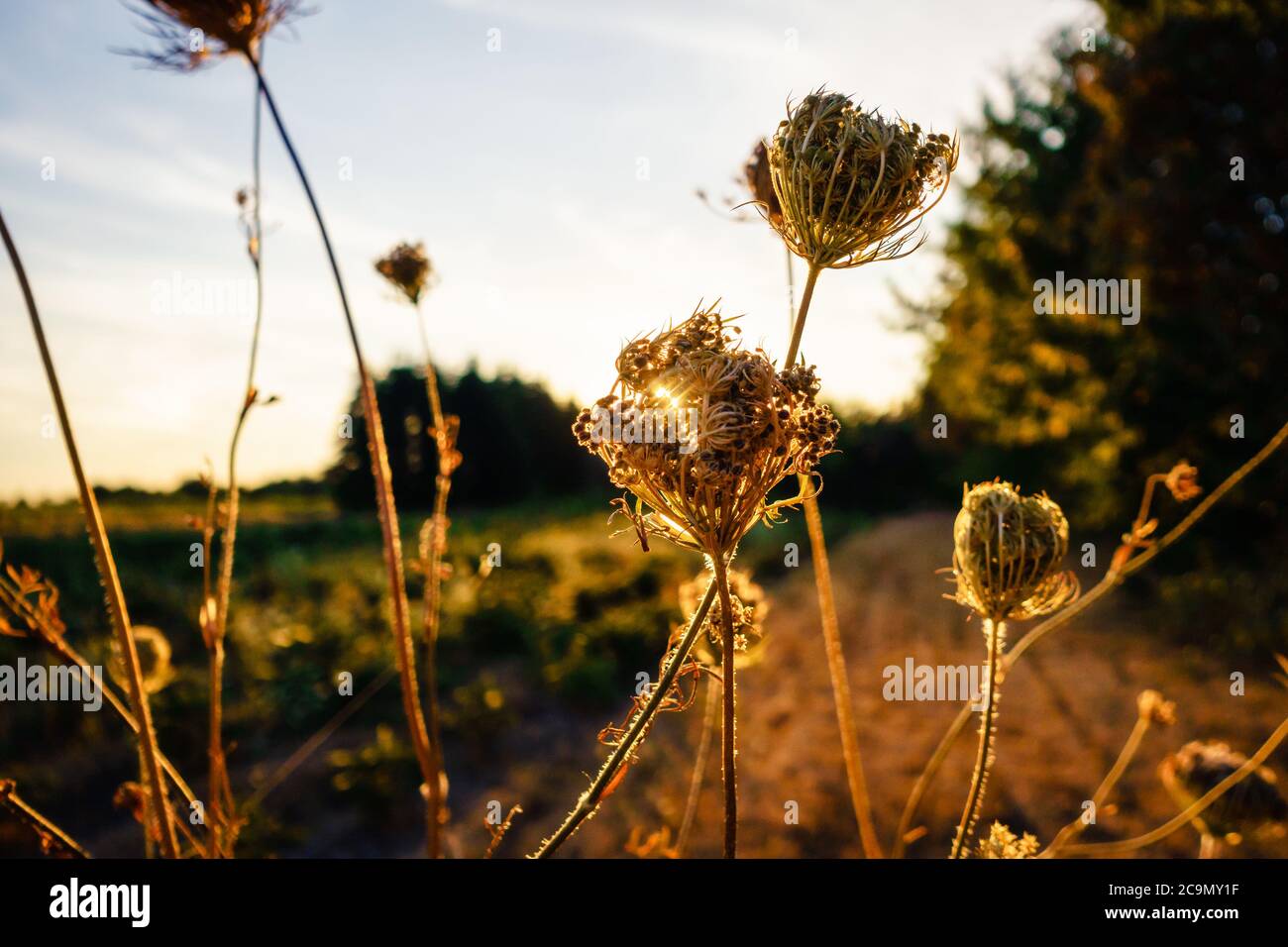 Close-up of dry yarrow plants on wild meadow back-lit by warm golden light of sunset. Natural moody summer wildflower background. Nature in summertime. Stock Photo