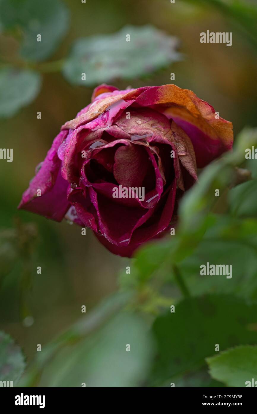 Dead old flowers. Purple dry dead rose flower. Spoiled rose buds close