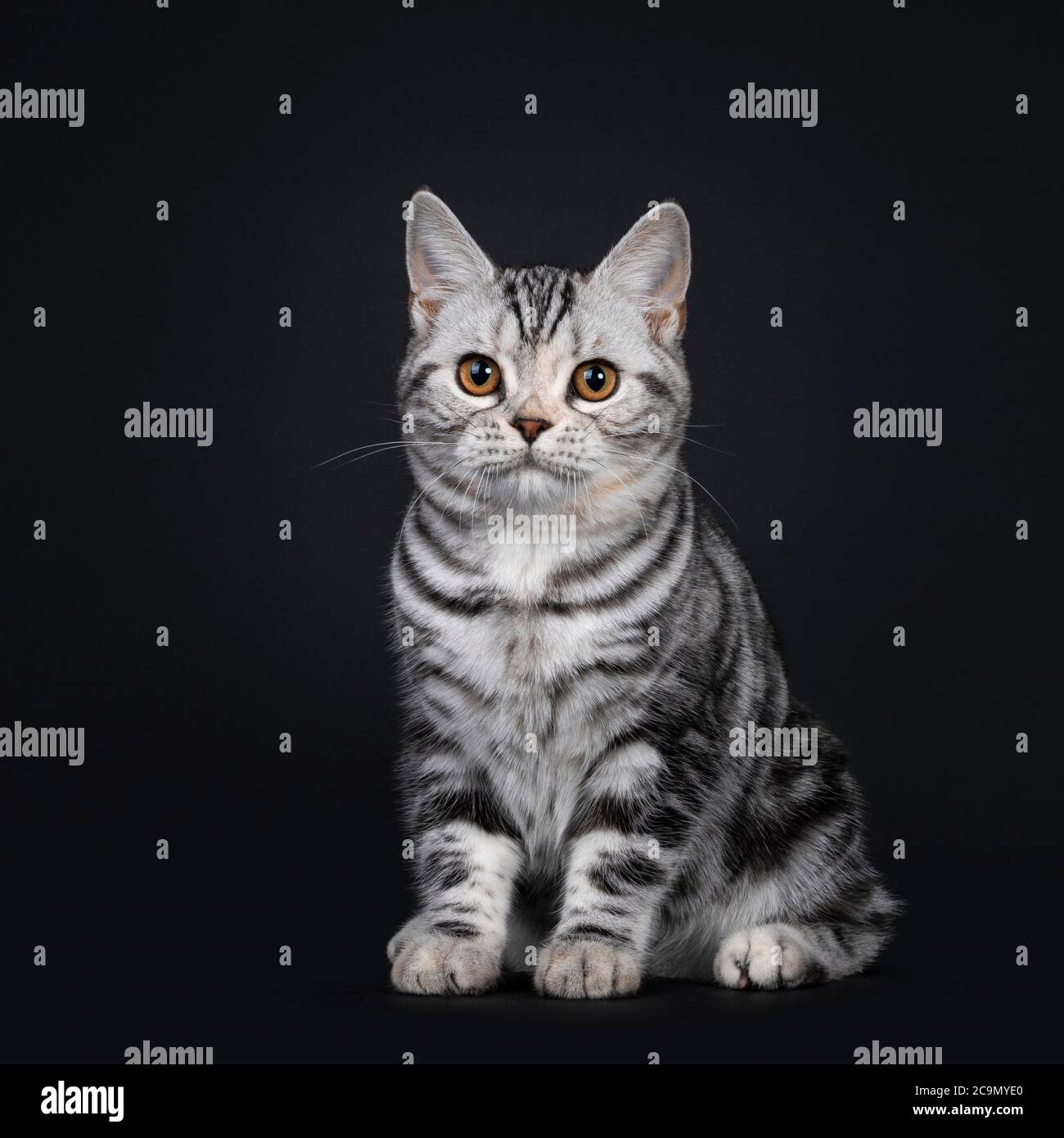 Cute silver tortie American Shorthair cat kitten, sitting side ways. Looking beside camera with orange eyes. Isolated on black background. Stock Photo