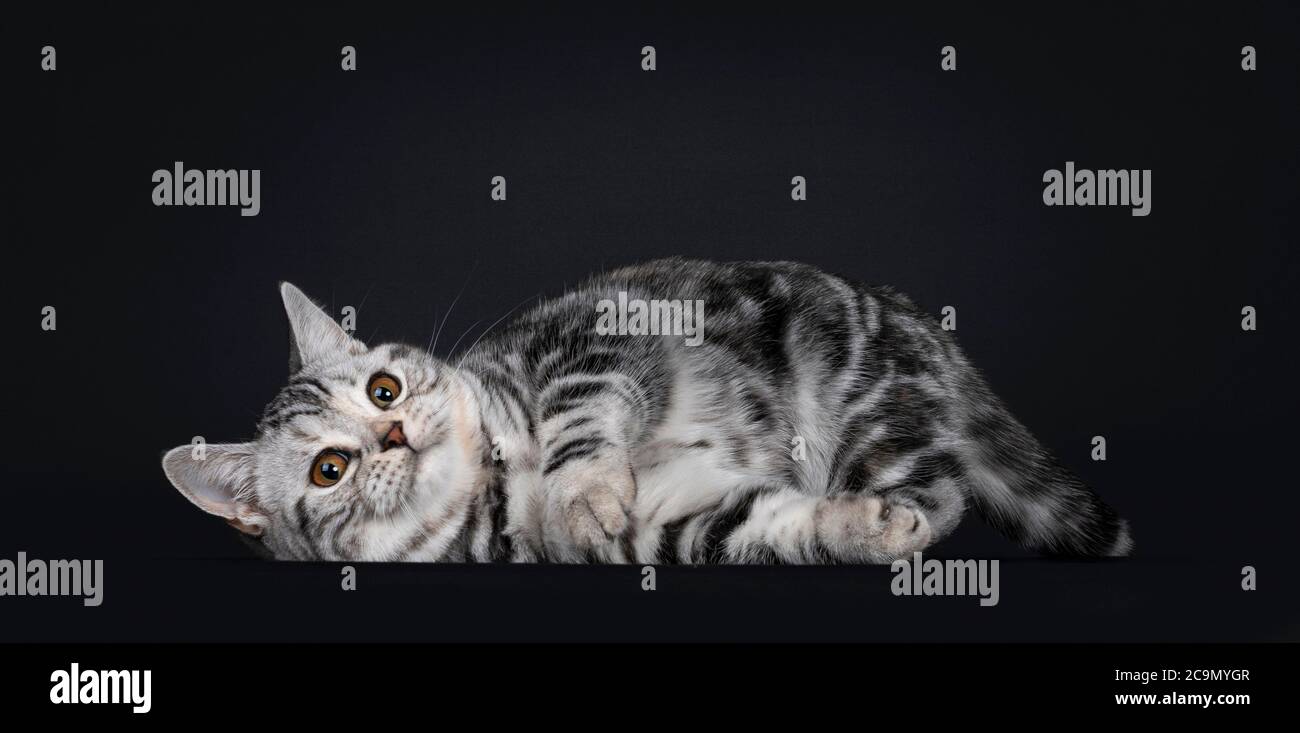 Cute silver tortie American Shorthair cat kitten, laying playful down side ways. Looking straight at camera with orange eyes. Isolated on black backgr Stock Photo