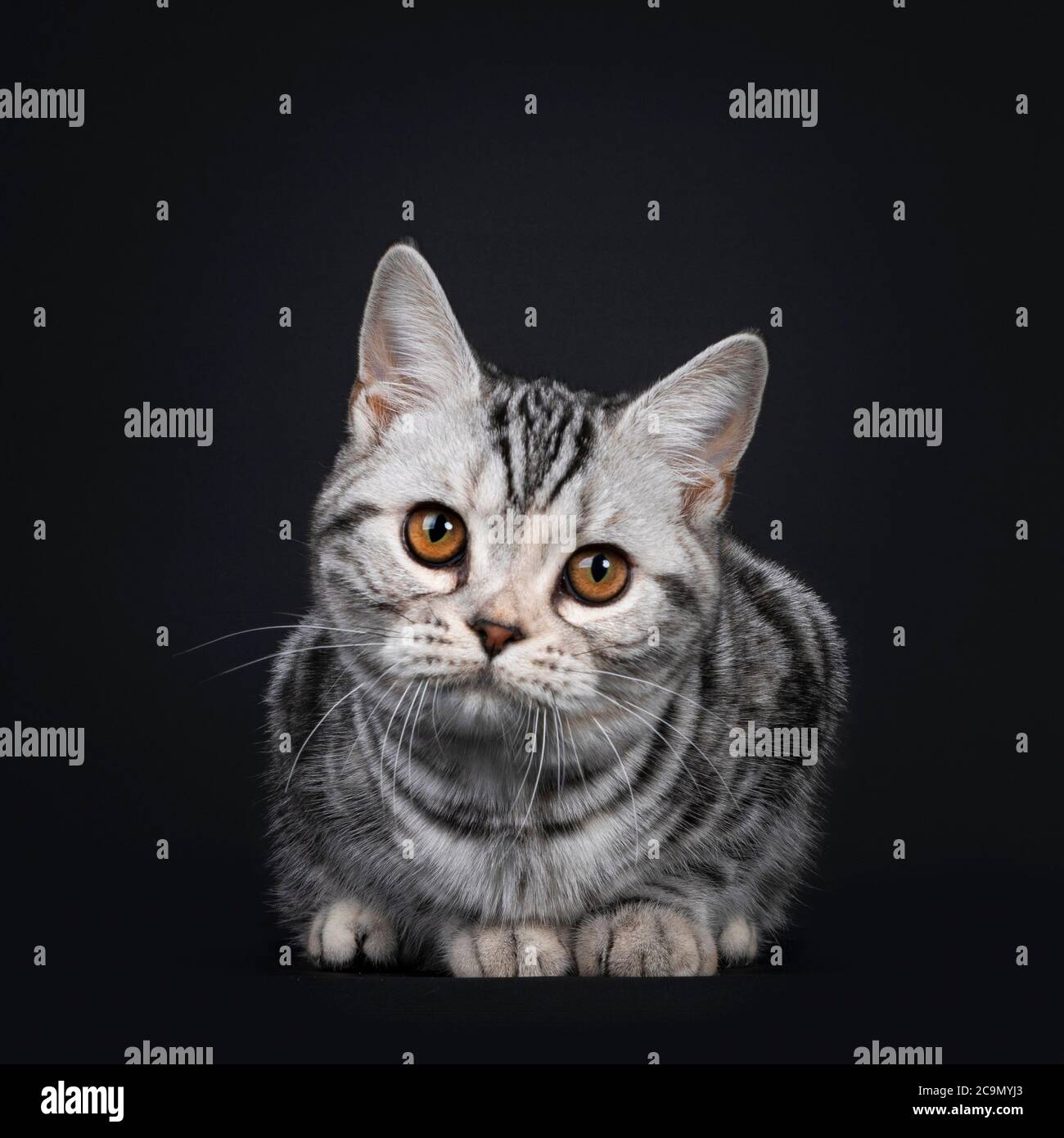 Cute silver tortie American Shorthair cat kitten, laying down facing front. Looking straight at camera with orange eyes. Isolated on black background. Stock Photo